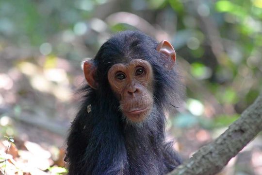 Portrait of a baby chimpanzee (Pan troglodytes) in Gombe Stream National Park, Tanzania