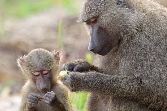 20782804 - a baby olive baboon and his mother  papio anubis  in gombe stream game reserve, tanzania
