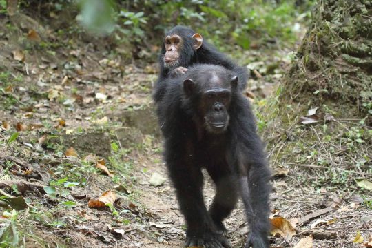 Young chimpanzee (Pan troglodytes) on the back of his mother in Gombe Stream National Park, Tanzania