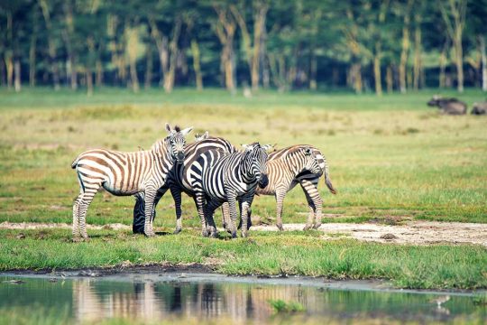 Herd of zebras grazing near savanna watering place