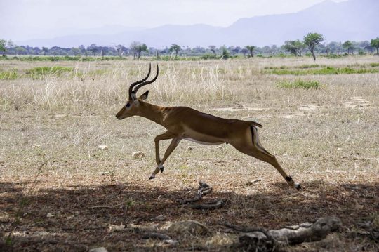 A jumping antelope in Mikumi National Park of Tanzania.