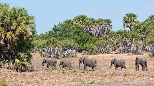 21438734 - family of elephants walking in the bushland of tanzania - national park selous game reserve