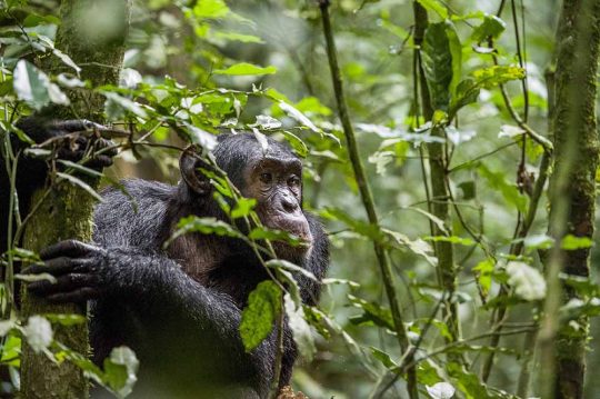 Close up portrait of chimpanzee ( Pan troglodytes ) resting in the jungle. Natural habitat. Kibale forest in Uganda
